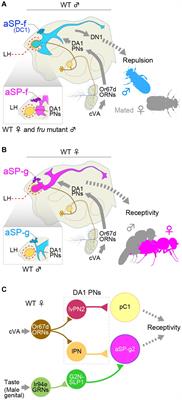 Molecular and cellular origins of behavioral sex differences: a tiny little fly tells a lot